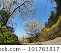 德島縣鳴門市花見山的櫻花 101763817