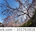 德島縣鳴門市花見山的櫻花 101763818