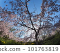 德島縣鳴門市花見山的櫻花 101763819