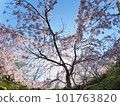 德島縣鳴門市花見山的櫻花 101763820