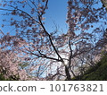 德島縣鳴門市花見山的櫻花 101763821