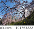 德島縣鳴門市花見山的櫻花 101763822