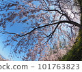 德島縣鳴門市花見山的櫻花 101763823