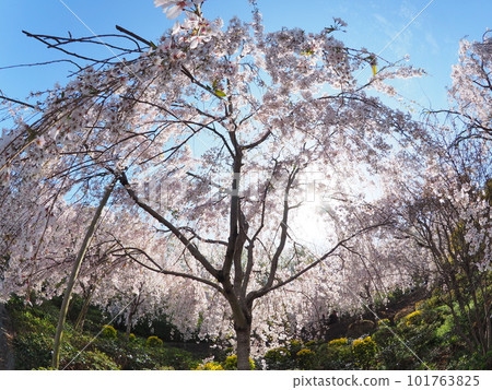 德島縣鳴門市花見山的櫻花 德島縣鳴門市花見山的櫻花 101763825