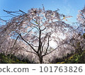 德島縣鳴門市花見山的櫻花 101763826