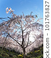 德島縣鳴門市花見山的櫻花 101763827
