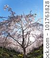 德島縣鳴門市花見山的櫻花 101763828