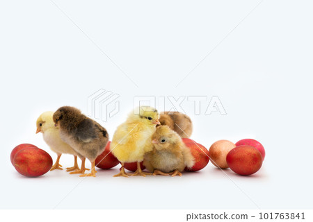 Just hatched chicks and Easter red eggs isolated on white background. Selective focus, copy space. 101763841