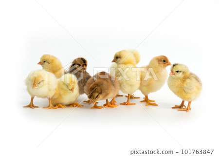 Newly hatched French Faverolles chicks isolated on white background - selective focus, copy space 101763847