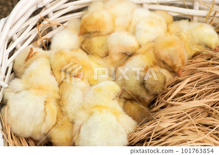 Just hatched chicks in their nest in a basket. Selective focus, copy space. 101763854