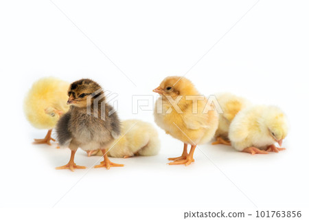 Newly hatched French Faverolles chicks isolated on white background - selective focus, copy space Newly hatched French Faverolles chicks isolated on white background - selective focus, copy space 101763856