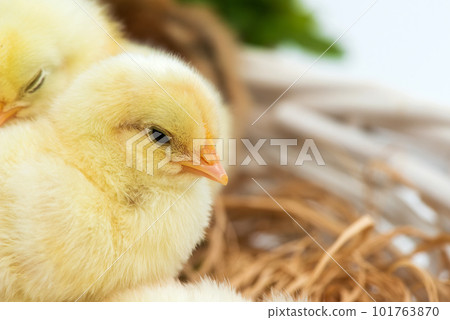 Just hatched chicks in their nest in a basket. Selective focus, copy space. 101763870