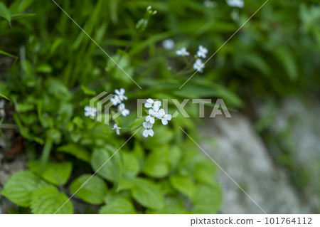 白山旗藏的小花 101764112