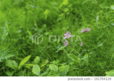 Lichnis floss Kukri 101764120