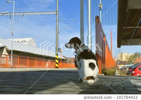 The dog is obediently waiting for his master at the station. A beagle dog looking for its master. The concept of devotion, loyalty, abandonment and canine friendship. 101764422