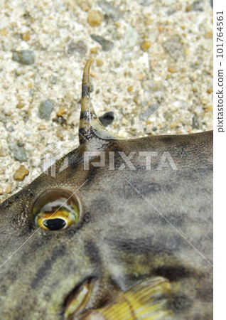 Filefish horn standing upright 101764561
