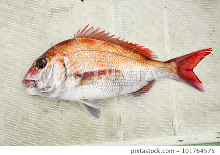 剛捕獲的鯛魚 101764575