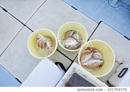 The sea bream caught by boat fishing is in the bucket The sea bream caught by boat fishing is in the bucket 101764576