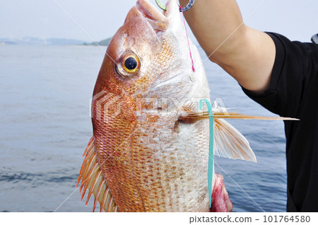 Raising a sea bream caught in a Thai mule Raising a sea bream caught in a Thai mule 101764580