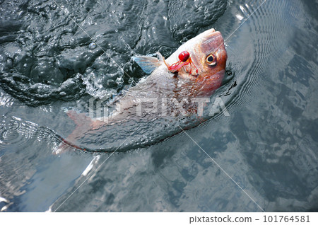 泰國騾子捕獲的海鯛浮出海面 101764581