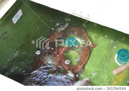 Keep the fish you catch in the boat's ikesu Keep the fish you catch in the boat's ikesu 101764584