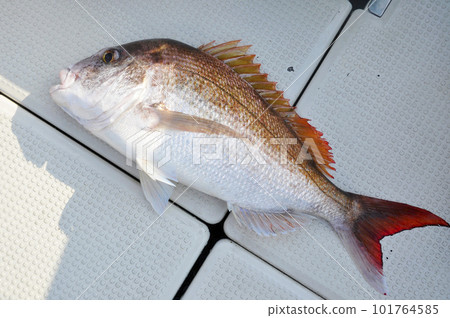 Freshly caught sea bream with beautiful fins Freshly caught sea bream with beautiful fins 101764585