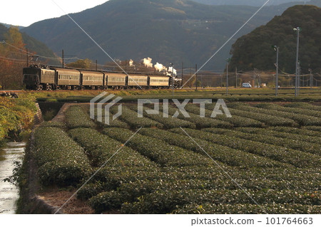 An inbound steam locomotive running through tea plantations along the Oigawa Railway 101764663