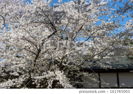 Trees at Hirosaki Castle Trees at Hirosaki Castle 101765003