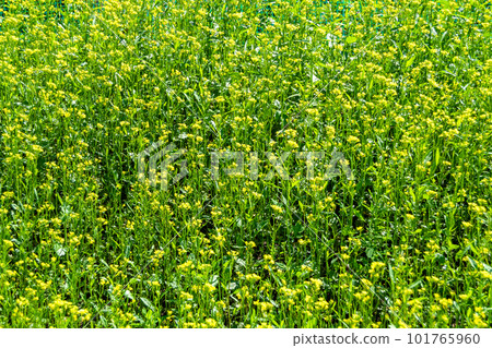 Photography on theme fine wild growing flower mustard on background meadow Photography on theme fine wild growing flower mustard on background meadow 101765960