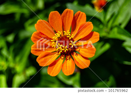 Beautiful wild growing flower zinnia elegans on background meadow 101765962