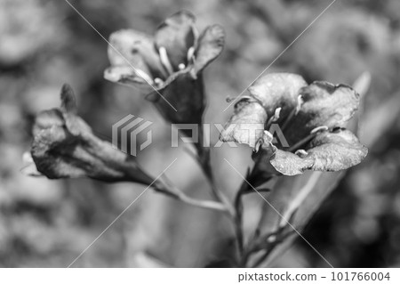 Photography on theme beautiful wild growing flower weigela Photography on theme beautiful wild growing flower weigela 101766004