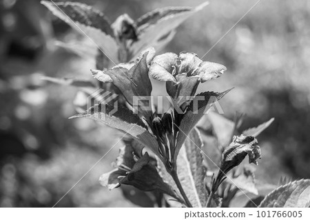 Photography on theme beautiful wild growing flower weigela Photography on theme beautiful wild growing flower weigela 101766005