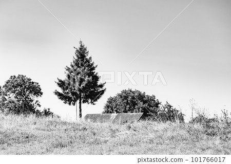 Photography on theme large beautiful autumn spruce tree on background bright sky 101766017