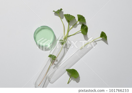 Fresh centella asiatica leaves decorated on white background with test tube and petri dish. Background for advertising cosmetic of centella extract with copy space. Tropical medical plant concept Fresh centella asiatica leaves decorated on white background with test tube and petri dish. Background for advertising cosmetic of centella extract with copy space. Tropical medical plant concept 101766233