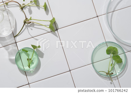 Top view of gotu kola leaves decorated petri dish and blank space on white tile floor. Background for cosmetic product presentation. Natural cosmetics for the body and face. 101766242