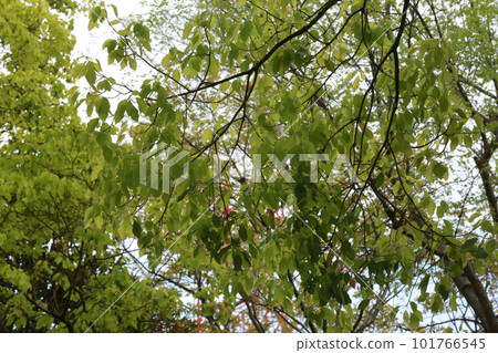 我走過小田綠地 101766545