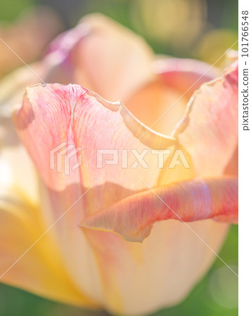 Tulip Foxy Fox Toronto Apricot Beauty Tulip Foxy Fox Toronto Apricot Beauty 101766548