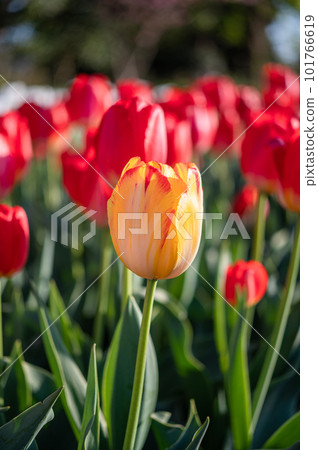 A yellow tulip mixed with a red tulip A yellow tulip mixed with a red tulip 101766619