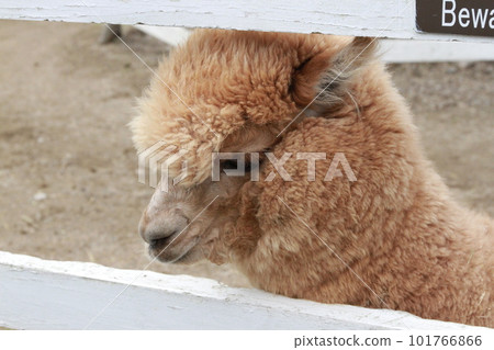 Kobe Animal Kingdom Alpaca 101766866