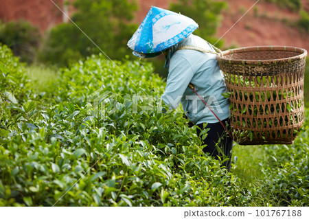 Bao Loc City, Vietnam: A farmer has a bamboo basket on her back and wearing a conical hat is picking fresh green tea leaves at a tea plantation in early morning Bao Loc City, Vietnam: A farmer has a bamboo basket on her back and wearing a conical hat is picking fresh green tea leaves at a tea plantation in early morning 101767188
