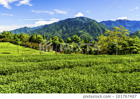 Beautiful tea plantation landscape on the mountaintop of Fushoushan Farm in Taichung, Taiwan. Beautiful tea plantation landscape on the mountaintop of Fushoushan Farm in Taichung, Taiwan. 101767487