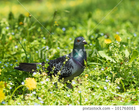 Rock dove pecking at wildflowers Rock dove pecking at wildflowers 101768081