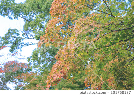 Red and yellow leaves of the japanese maple, Red and yellow leaves of the japanese maple, 101768187