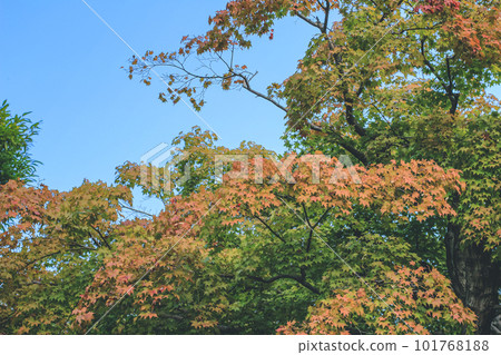 Red and yellow leaves of the japanese maple, Red and yellow leaves of the japanese maple, 101768188