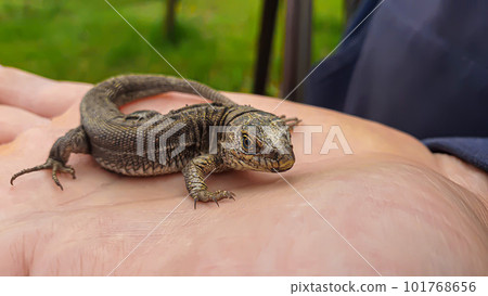Lizard on hand. Nature in the country. Juicy grass. Animal rescue concept. Lizard on hand. Nature in the country. Juicy grass. Animal rescue concept. 101768656
