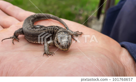 Lizard on hand. Nature in the country. Juicy grass. Animal rescue concept. Lizard on hand. Nature in the country. Juicy grass. Animal rescue concept. 101768657