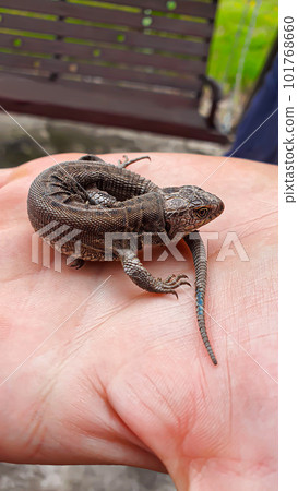 Lizard on hand. Nature in the country. Juicy grass. Animal rescue concept. 101768660