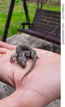 Lizard on hand. Nature in the country. Juicy grass. Animal rescue concept. Lizard on hand. Nature in the country. Juicy grass. Animal rescue concept. 101768662