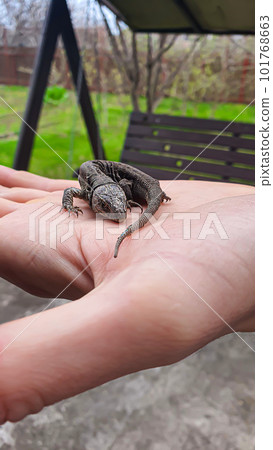 Lizard on hand. Nature in the country. Juicy grass. Animal rescue concept. Lizard on hand. Nature in the country. Juicy grass. Animal rescue concept. 101768663
