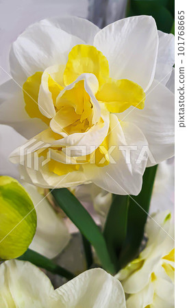 Green plants in summer. Flowers in the garden. Background wallpaper. 101768665